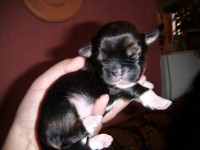 /album/galeria-de-fotos-filhotes-disponiveis/macho1-jpg/