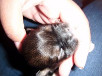 /album/galeria-de-fotos-filhotes-disponiveis/macho2-jpg/